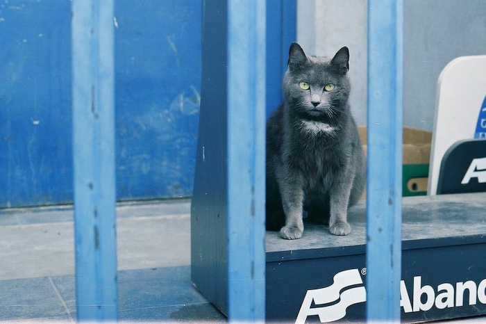 blue cat