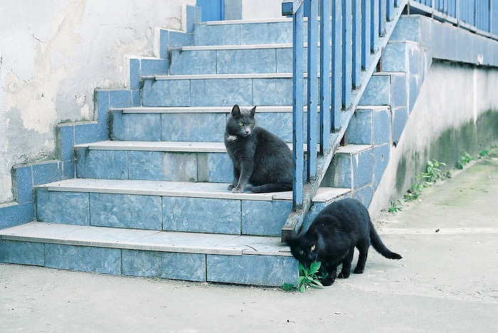 black n blue
