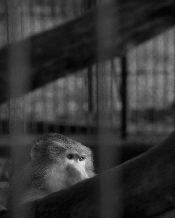 ... Człowiek w pracy, małpa w zoo ...