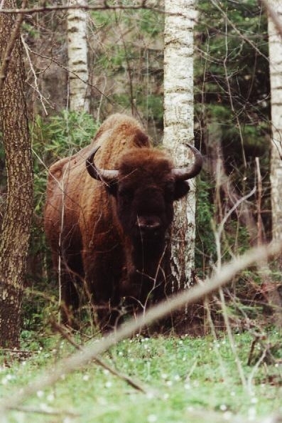 Król Puszczy