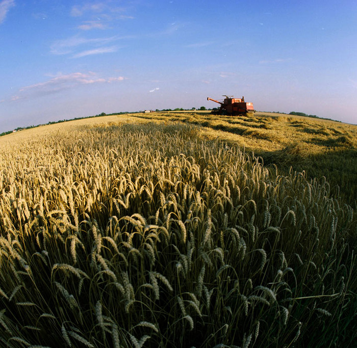 Zniwa2008