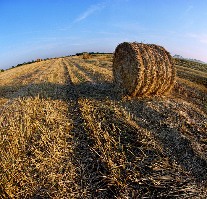 Żniwa cd