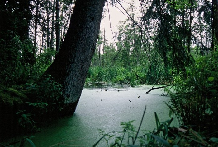 Bagna Puszcza Białowieska