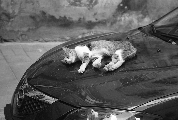 Jaguar...?