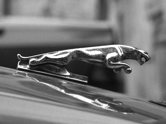 Jaguar