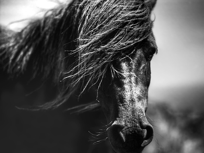 Black Horse