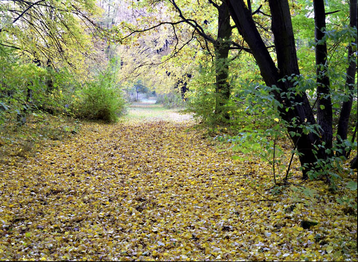 żółć mnie zalewa