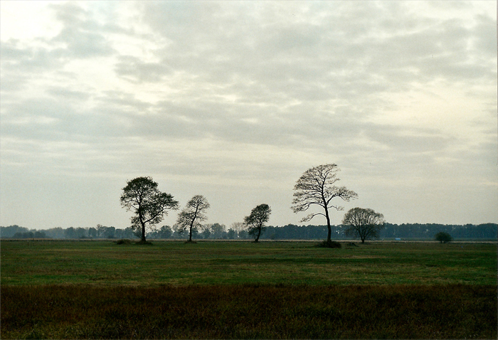 Drzewka