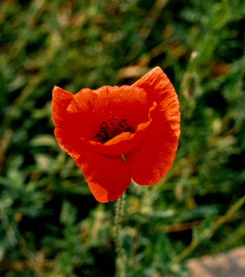 opium dla mas