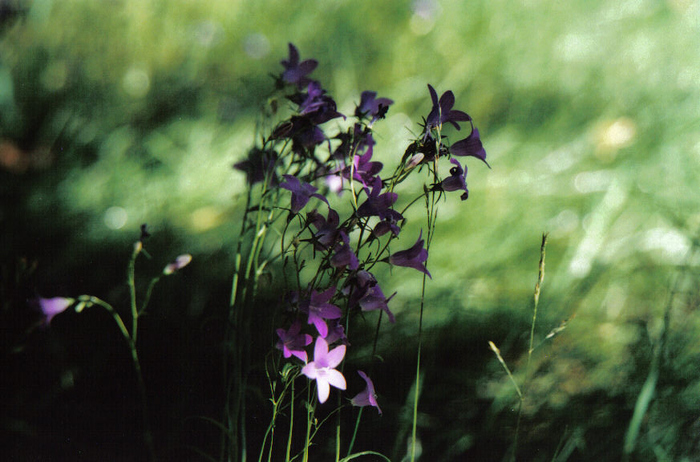 dzialka i moja w dodatku
