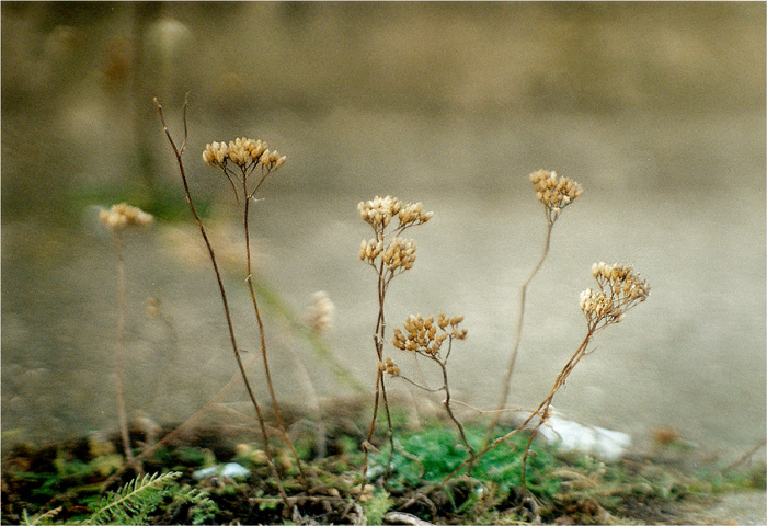 Kompozycja bulwarowa