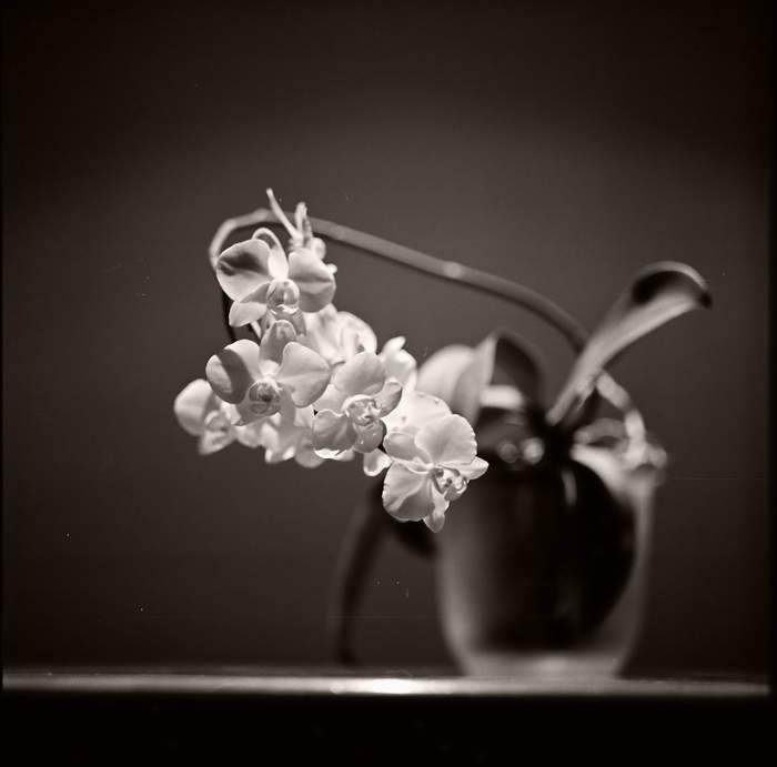 phalenopsis