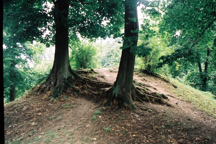 ...jak ptasie łapki/y