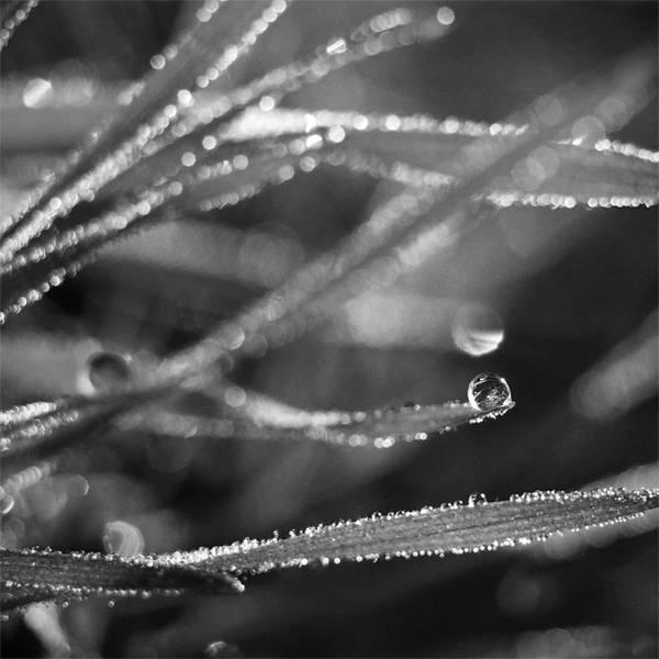 one drop