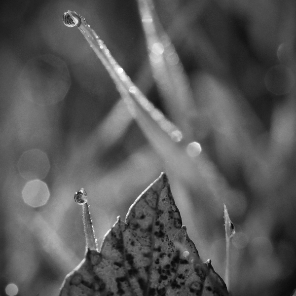 two drops