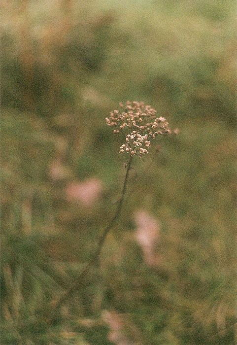 Badylek