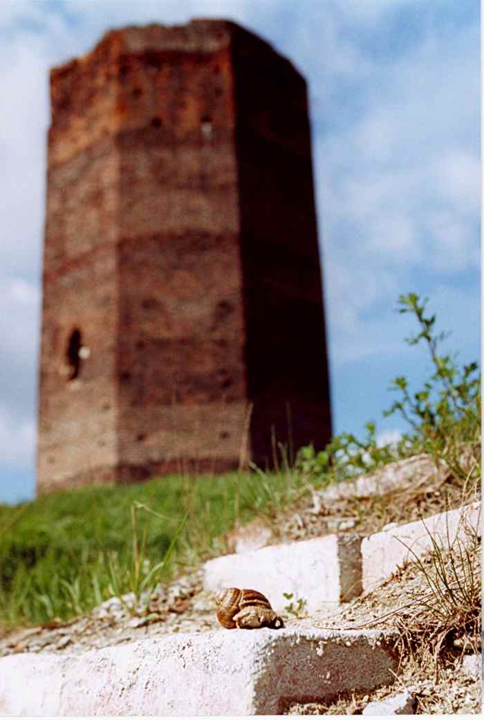 ślimak