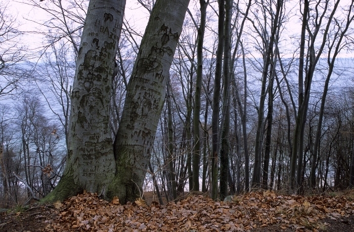 Drzewo - pamiętnik.