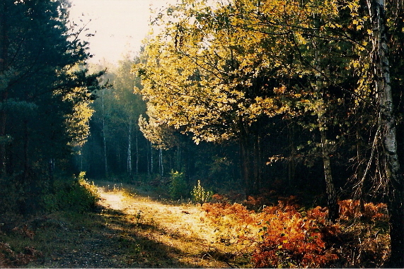 Pażdziernik