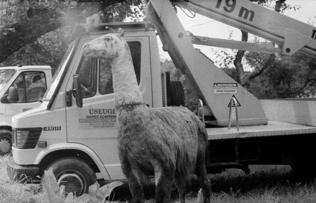 Lama