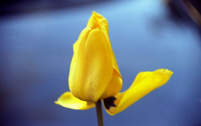 tulipan