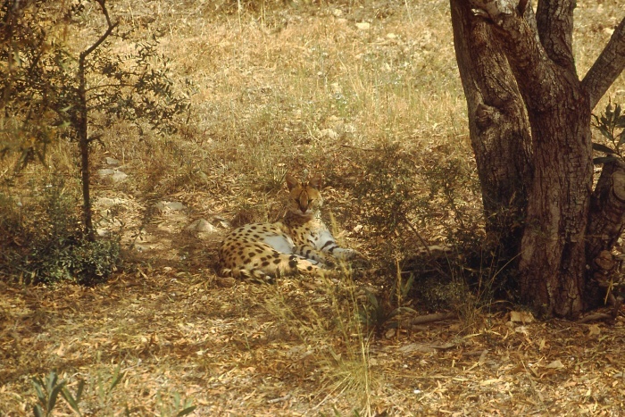 maskowanie