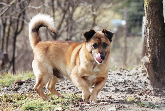 smakosz