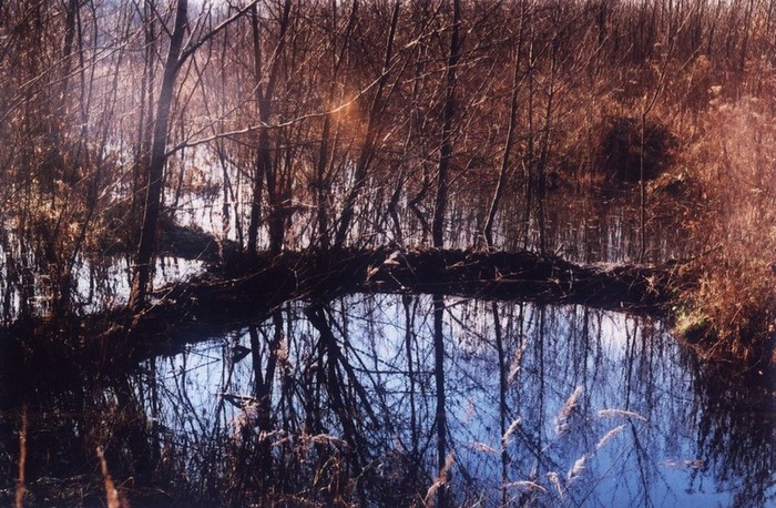 Tereny bobrów