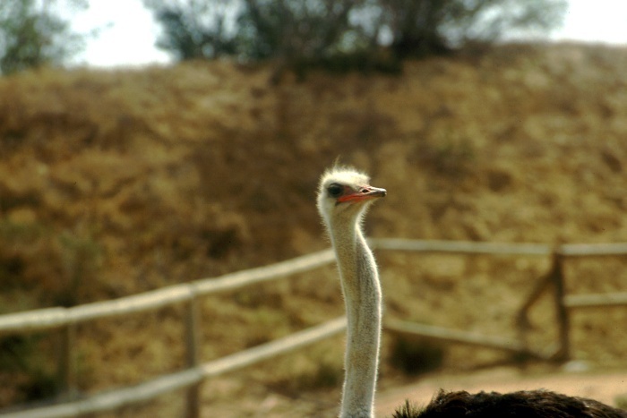 kawaler