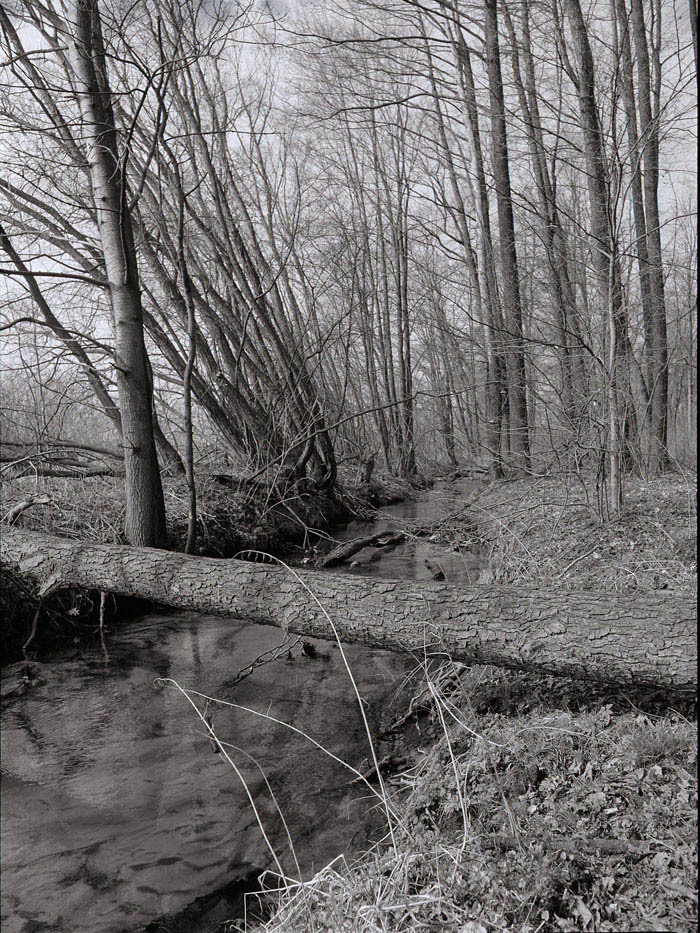 Szukamy wierzby na palmę