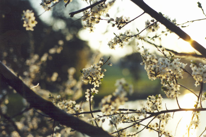 Cherry blossom
