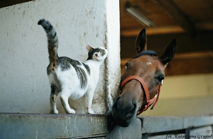 Przyjaźnie nie-ludzkie