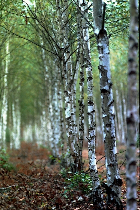 Brzozowo,trójwymiarowo..