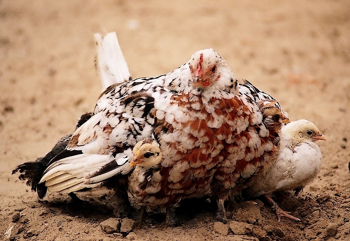 Weź mnie pod swoje skrzydła..