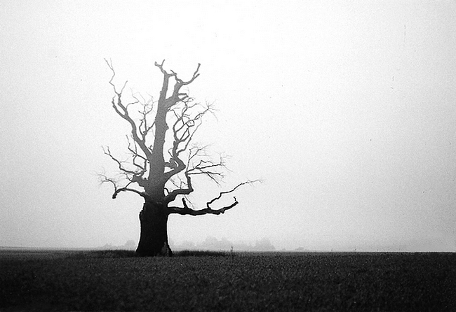 Samotność martwych drzew..