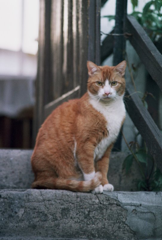 Figuś albo Figaro...