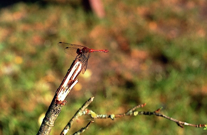 Helikopter
