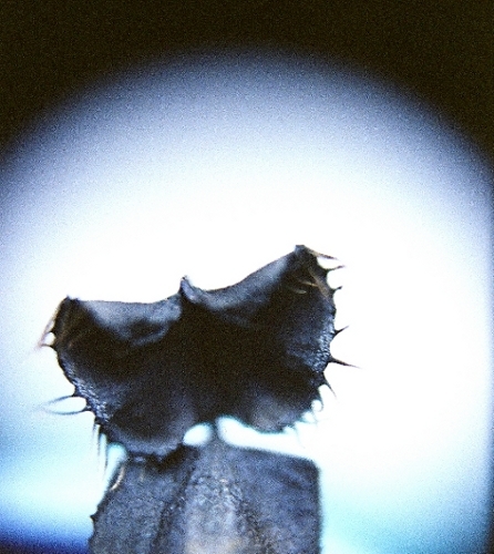motyl