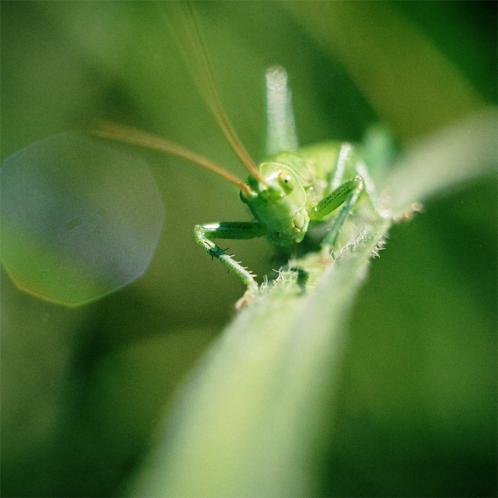 mr.green