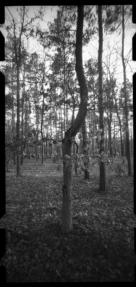 wiosenny spacerek Choszczówka