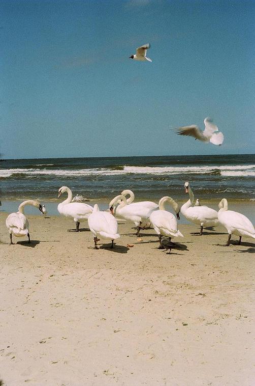 łabędzie nad morzem..