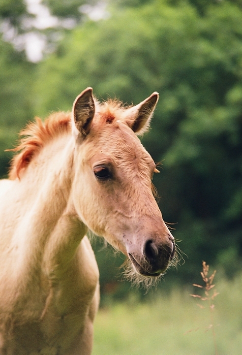 Konik polski -Sieraków VI.2009