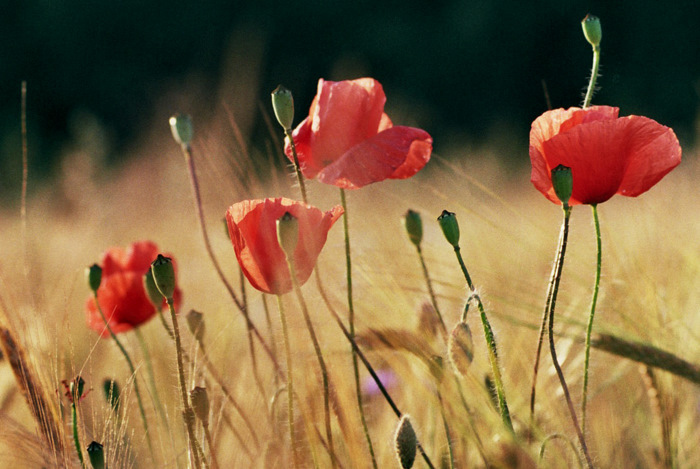 Maczki w rzędzie sobie stoją...