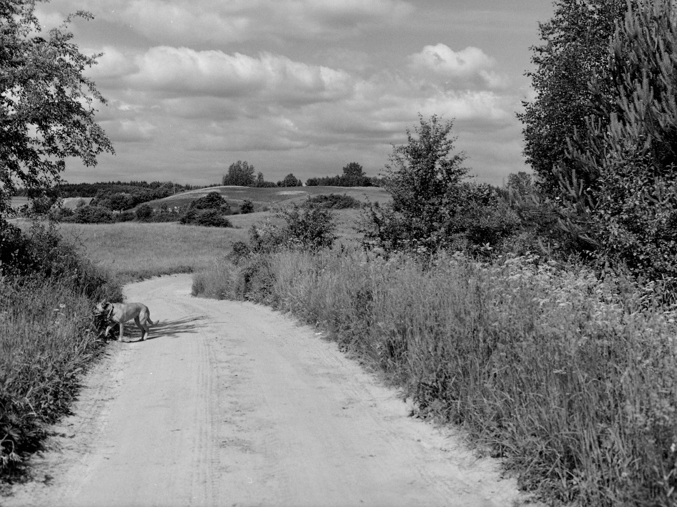 Chodzi pies koło drogi