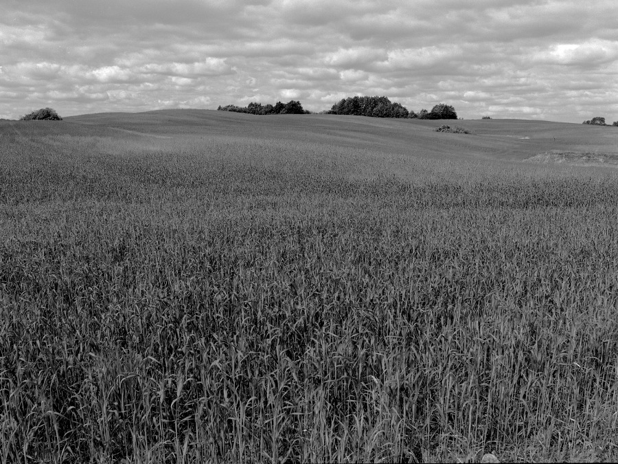 Wyszedł jo se łoncke kosić.