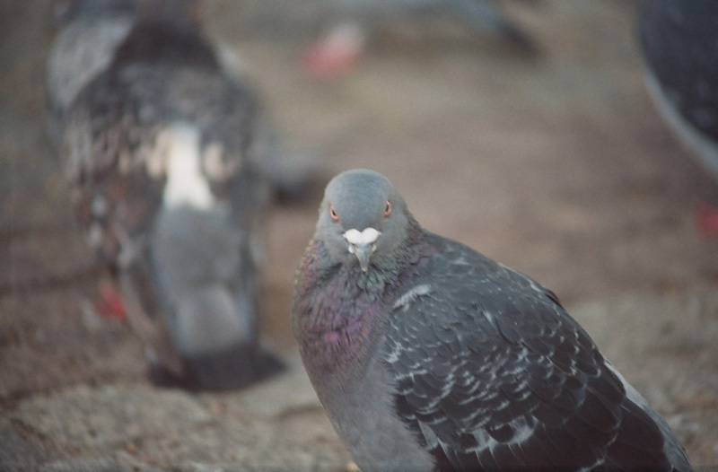 ""A chcesz w dziób ?!""