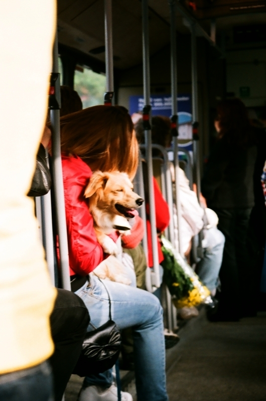 W Autobusie Strona Lewa.