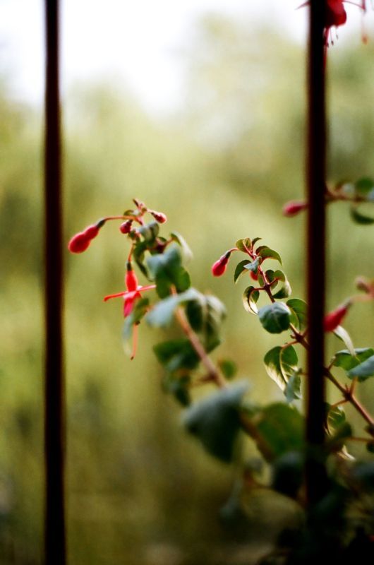 Natura uwięziona