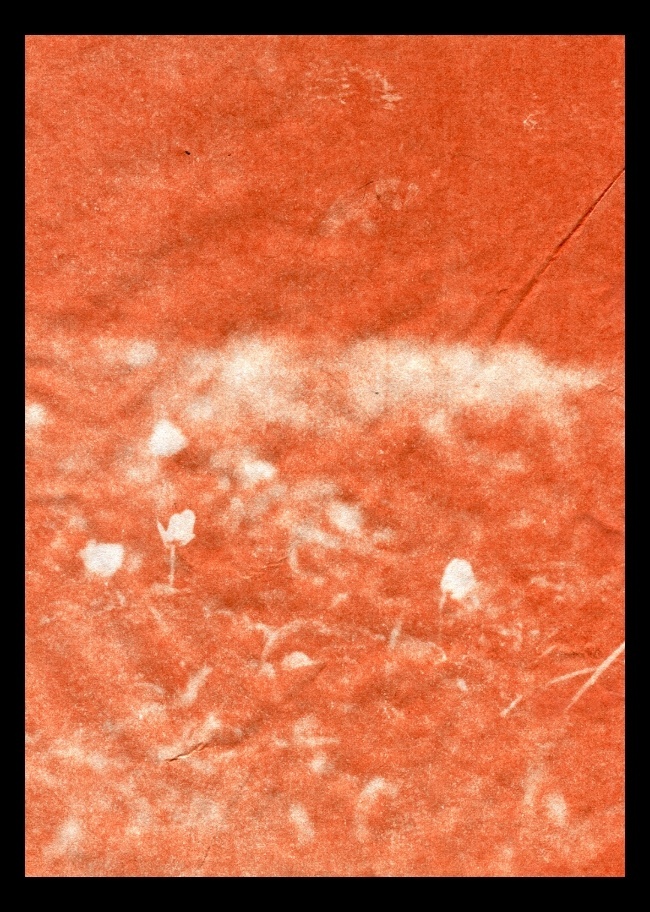 Red Flowers