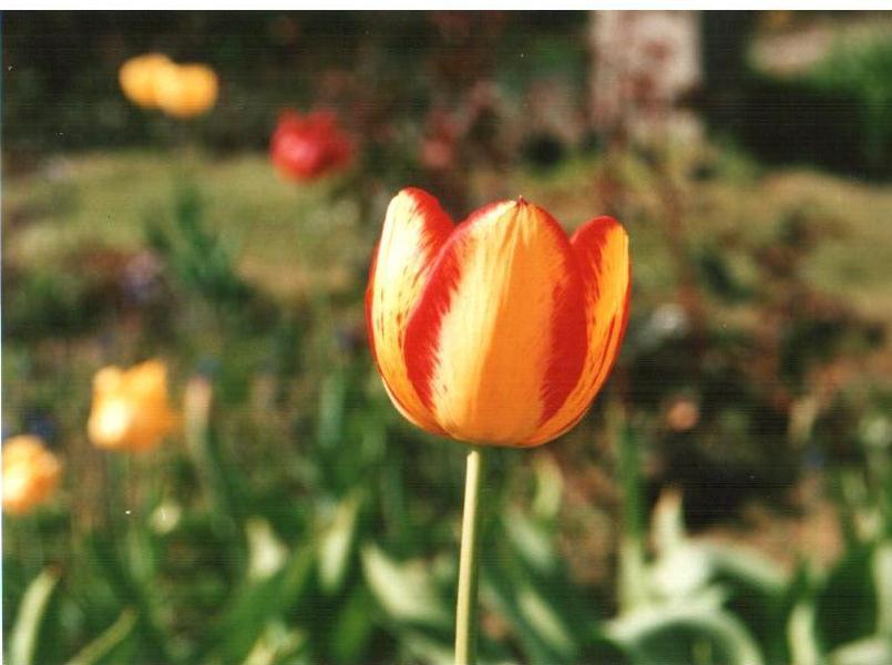 Tulipanek